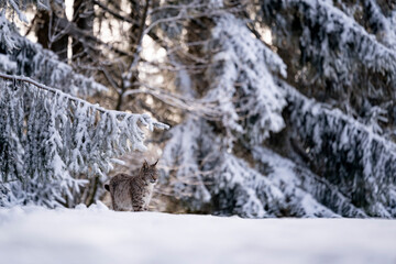 Eurasian wild cat in wild nature habitat, Czech, Europe. Lynx lynx. © Ondrej