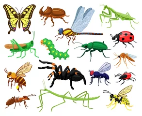 Foto op Plexiglas Cartoon insects. Butterfly, beetle, spider, ladybug and caterpillar, wild forest entomology insects. Cute nature wildlife insects vector illustration set. Grasshopper and butterfly, insect dragonfly © WinWin