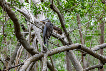 Birds in the Tropics