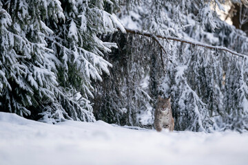 Eurasian wild cat in wild nature habitat, Czech, Europe. Lynx lynx. © Ondrej