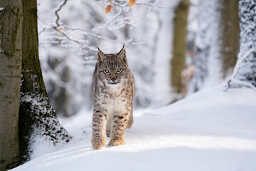 Eurasian wild cat in wild nature habitat, Czech, Europe. Lynx lynx. © Ondrej