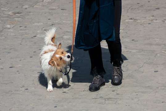 Cute Dog Biting With Its Mouth The Leash. Owner's Shoes And Trousers