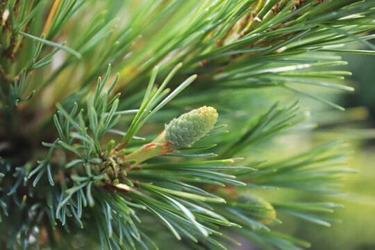 Background of a pine cone forming between long needles
