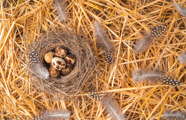 Quail eggs in a natural nest, top view with space to copy. The concept of Easter backgrounds.