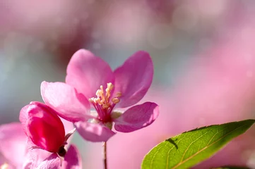 Foto op Canvas red flower Apple tree in blossom closeup background © Germanova Antonina
