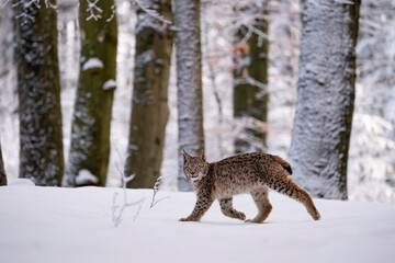 Eurasian wild cat in wild nature habitat, Czech, Europe. Lynx lynx.