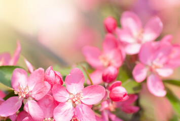 Fototapeta na wymiar red flower Apple tree in blossom closeup background