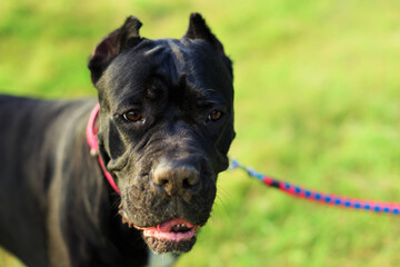 portrait of a beautiful black dog walks in a collar in the park against a background of green grass.