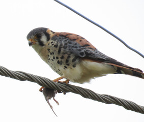 Aguila en cables