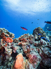 Fototapeta na wymiar Seascape with Lionfish in coral reef of Caribbean Sea, Curacao