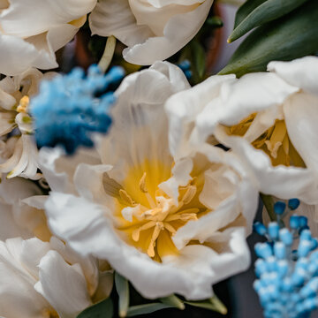 Nahaufnahme von Bl&uuml;ten im Fr&uuml;hling