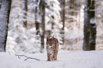 Eurasian wild cat in wild nature habitat, Czech, Europe. Lynx lynx. © Ondrej