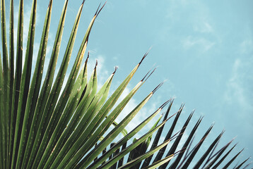 Palm leaf Sunlight Summer