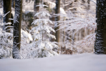 Fototapeta na wymiar Eurasian wild cat in wild nature habitat, Czech, Europe. Lynx lynx.