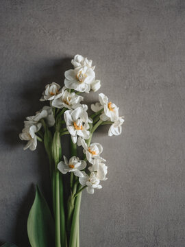 Fr&uuml;hlingsblumen auf grauem Untergrund