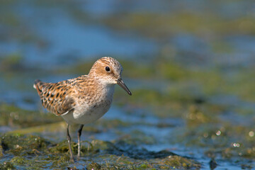 Little Stint (Calidris minuta), Crete, Greece