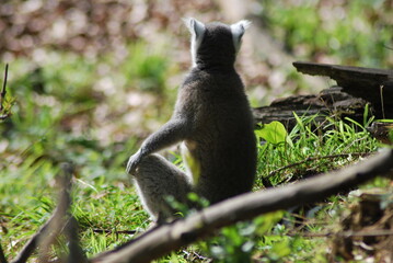 Young ring-tailed lemur