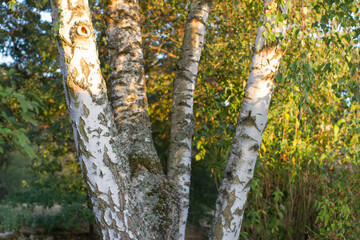 bouquet of birch trees symbolizing serenity and togetherness, sunny daylight