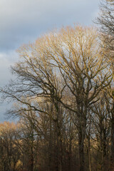 Obraz na płótnie Canvas oak trees in sunny winter time with dark blue sky