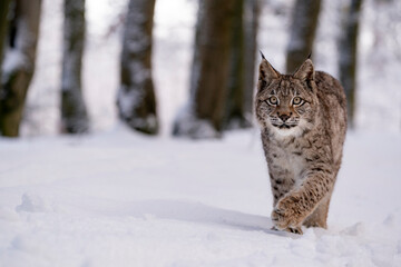 Eurasian wild cat in wild nature habitat, Czech, Europe. Lynx lynx.