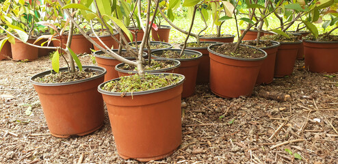  Panorama of pots with photinia before transplanting the plant into the ground.