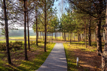 Fototapeta na wymiar Autumn forest scenery pines abandoned in Belarus Minsk