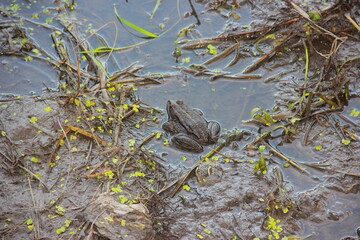 frog in the river
