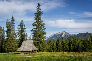 Sunny glade - Rusinowa Polana, Tatra Mountains, Poland