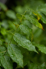 Fotografia de naturaleza bajo la lluvia.  Planta mojada. 