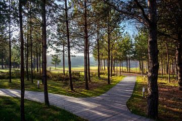 Autumn forest scenery pines abandoned in Belarus Minsk