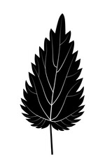 Black nettle leaf silhouette on white background