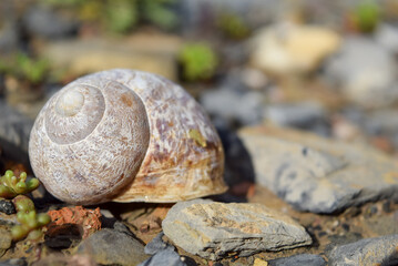 snail shell on the rock