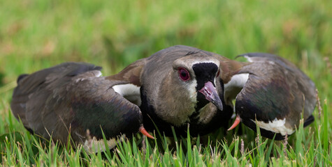 Southern Lapwing hunting