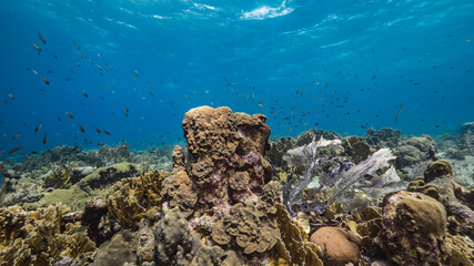 Seascape with Gorgonian Coral in coral reef of Caribbean Sea, Curacao