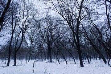 Fototapeta na wymiar Black tree silhouette into white snow foggy winter city park inspirational nature concept 