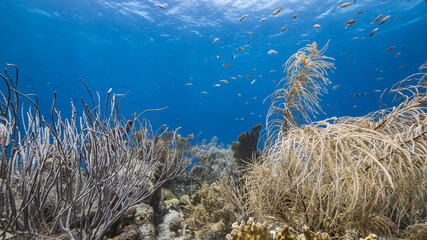 Seascape in coral reef of Caribbean Sea, Curacao with soft coral and sponge