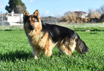 a nice and strong shepherd dog 