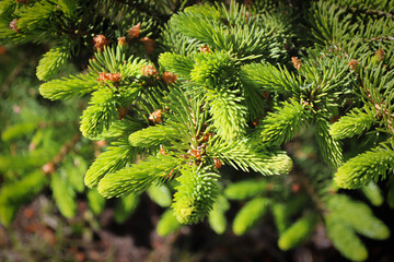 The new growth tips on a spruce tree
