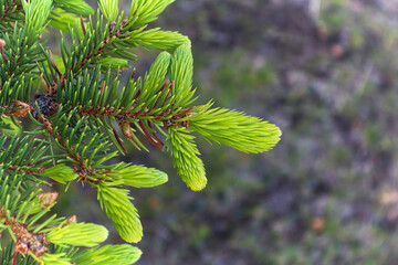Macro of the bright green spruce tree tips with new growth