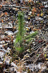 Vertical of a tiny evergreen tree growing in the early winter