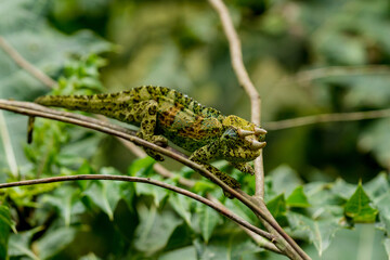 Dreihornchamäleon Uganda - 4