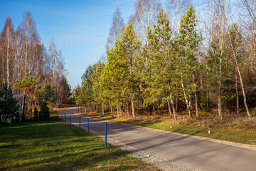 Autumn forest scenery pines abandoned in Belarus Minsk