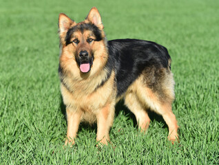 a nice and strong shepherd dog 