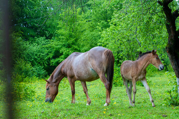 Fototapeta premium wild horse on a large meadow with beautiful scenery of blue sky and quiet at sunrise