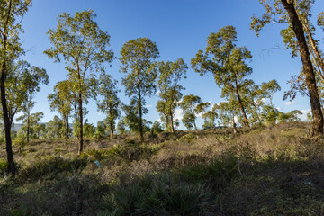 Fototapeta na wymiar The eucalyptus jungle of Tetouan