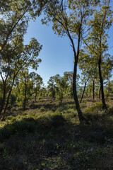 Obraz na płótnie Canvas The eucalyptus jungle of Tetouan