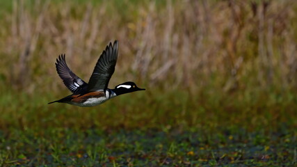 Male hooded merganser (Lophodytes cucullatus) flying over vegetation in pond 