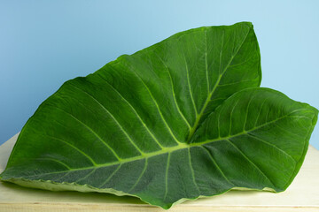 Obraz premium Big green leaves called Taioba (Xanthosoma sagittifolium) - edible pant