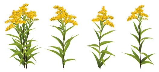 Solidago chilensis Asteraceae 3d big vector set goldenrod ragweed. Bouquet compilation isolated Yellow golden flower realistic officinal plant Allergy symbol. Wedding decoration Medical antibacterial © Daria Vasilieva