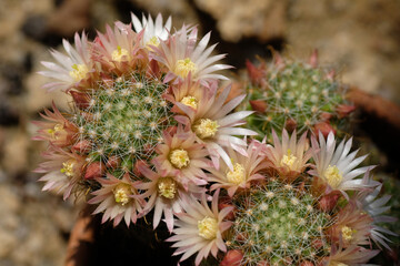 Pink and white flowers in bloom on a green cactus. Natural background. Spiky plant. View from above. Macrophotography. Summer time. Vegetation of the desert.